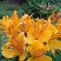 Alstroemeria aurantiaca fleur